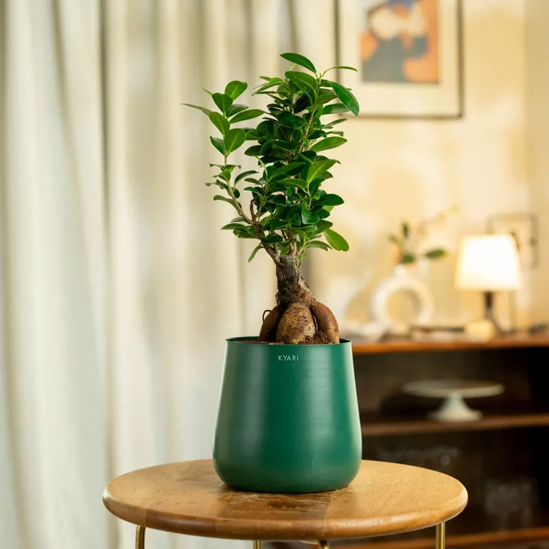 Kyari Ficus Microcarpa Bonsai With Metal Self Watering Pot - Green media 1