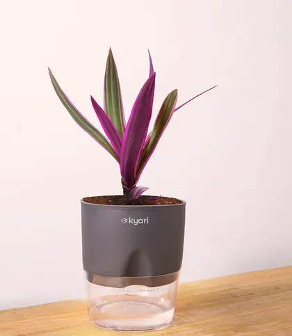 Plastic