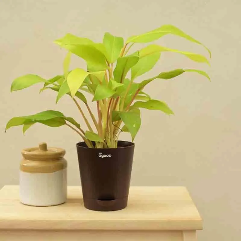 Ugaoo Philodendron Ceylon Golden Plant media 6