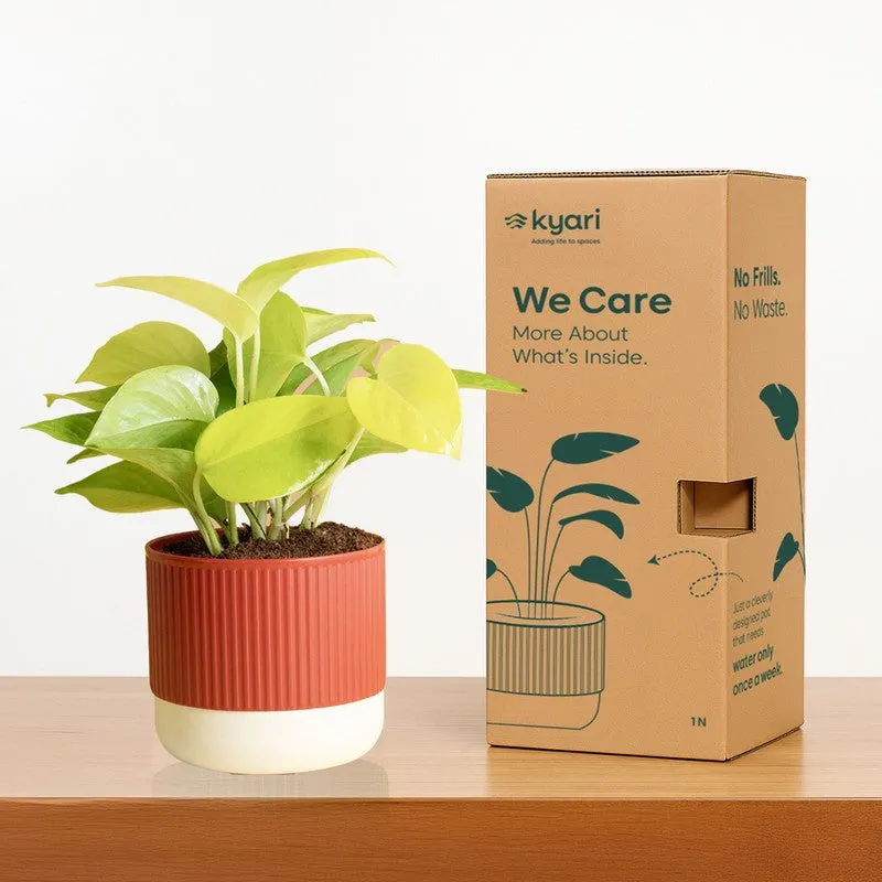 Kyari Money Plant with Self Watering Pot - Red - 6