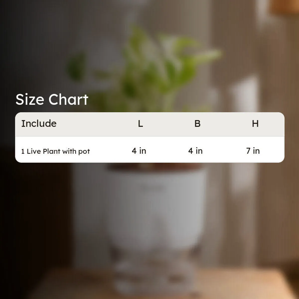 Money plant and pot shown in a product size-chart graphic.