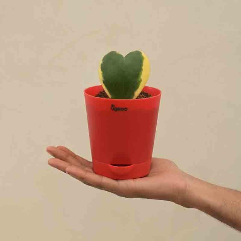 Ugaoo Heart Hoya Plant - Variegated media 5
