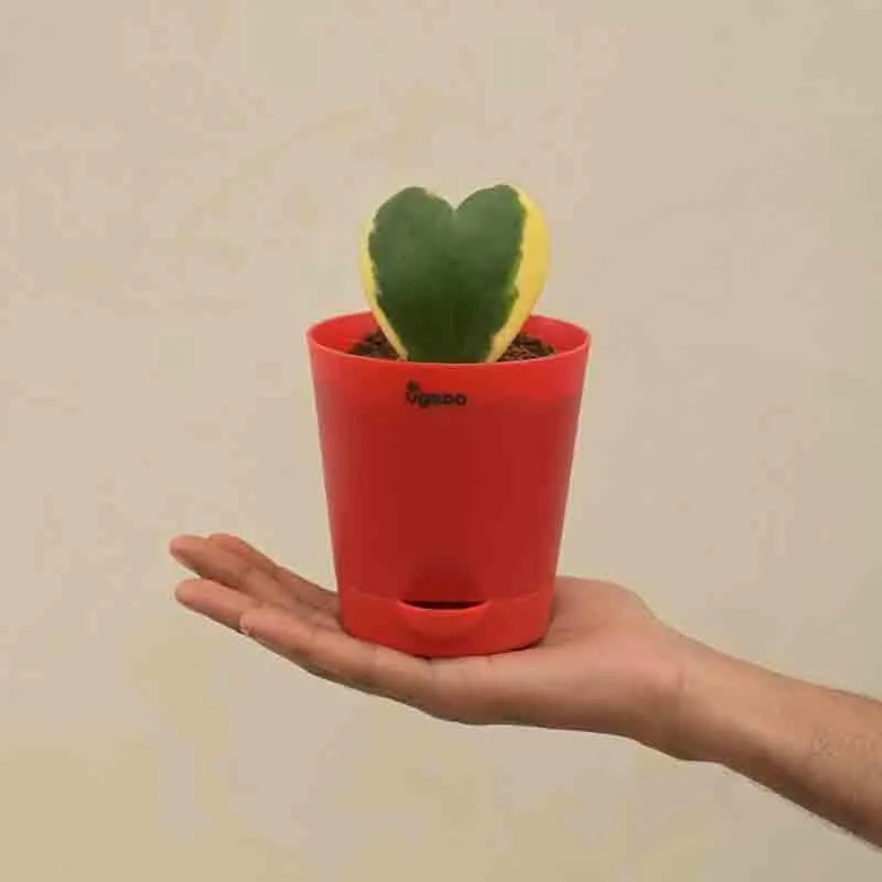 Ugaoo Heart Hoya Plant - Variegated media 5