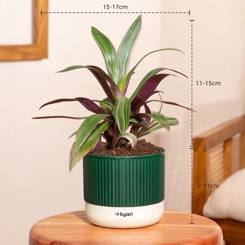 Kyari Rhoeo Plant with Self Watering Pot - Green - 7