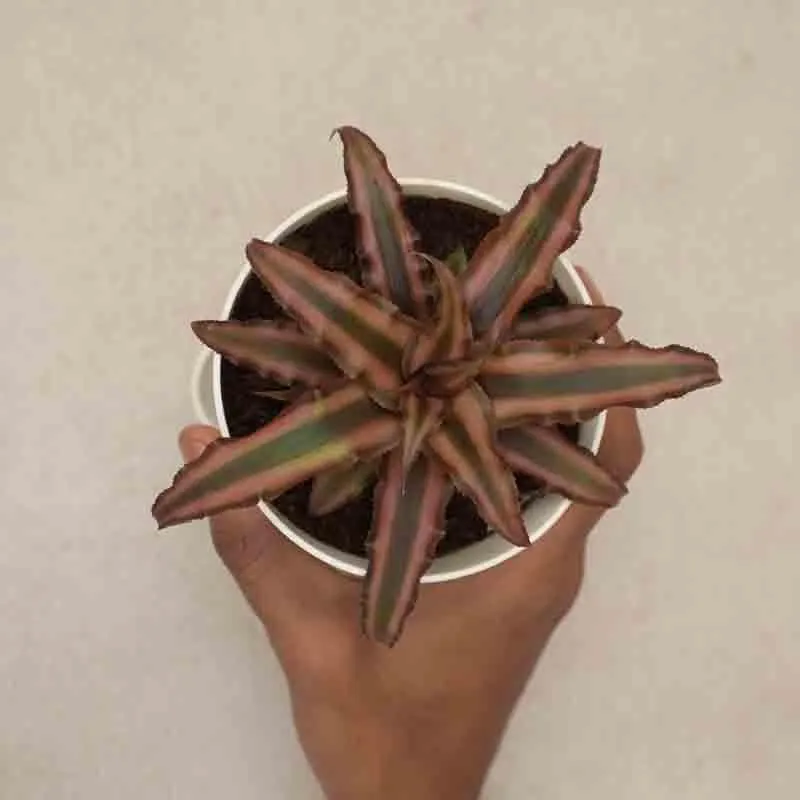 Ugaoo Earth Star Plant media 4