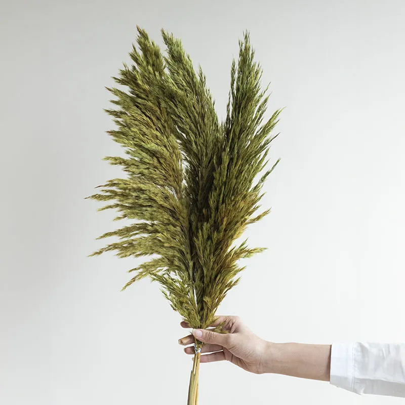 Ferilla Dried Pampas - Set Of Ten media 3