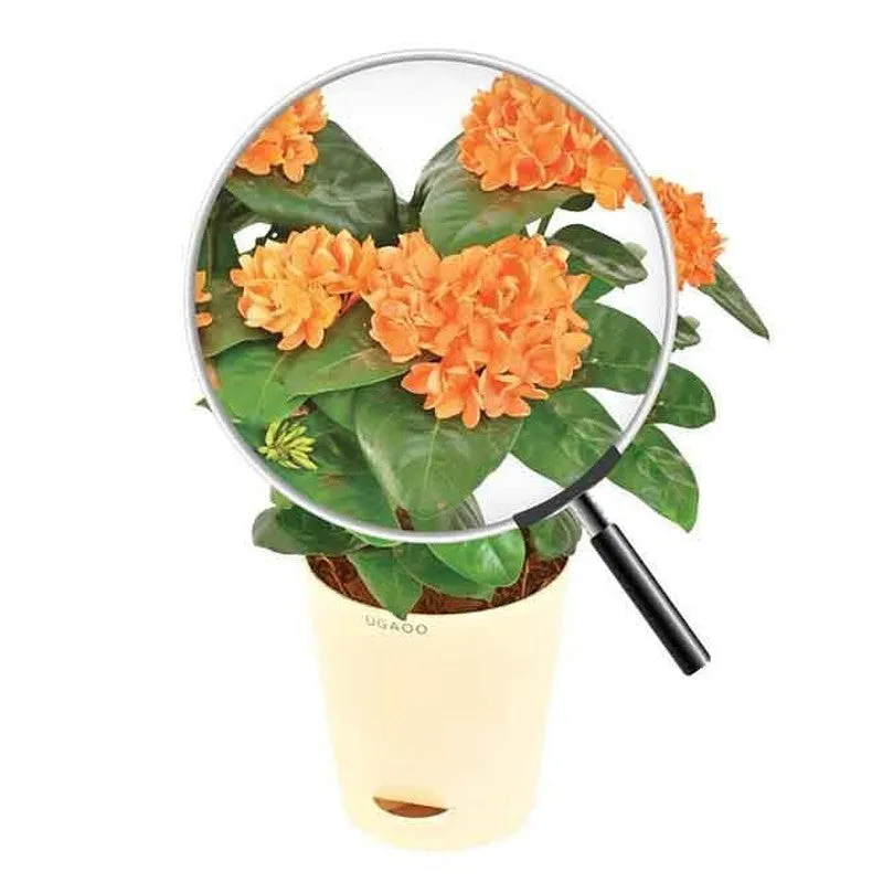 Ugaoo Ixora (Rugmini) Plant - Orange media 5