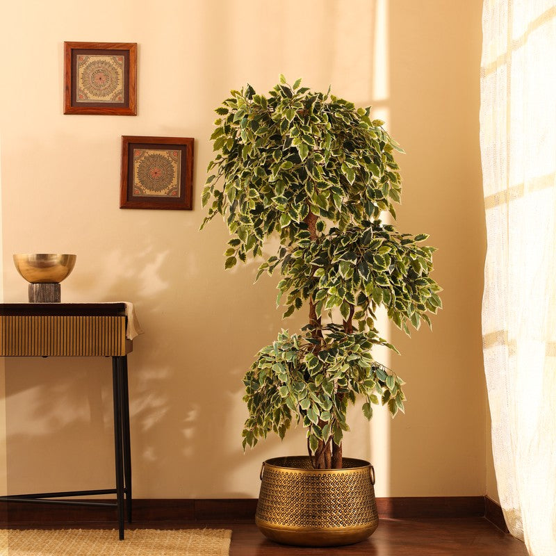 5.5 ft Artificial Variegated Ficus Bonsai With Black Plastic Pot 5.5 ft - 5.5 Feet