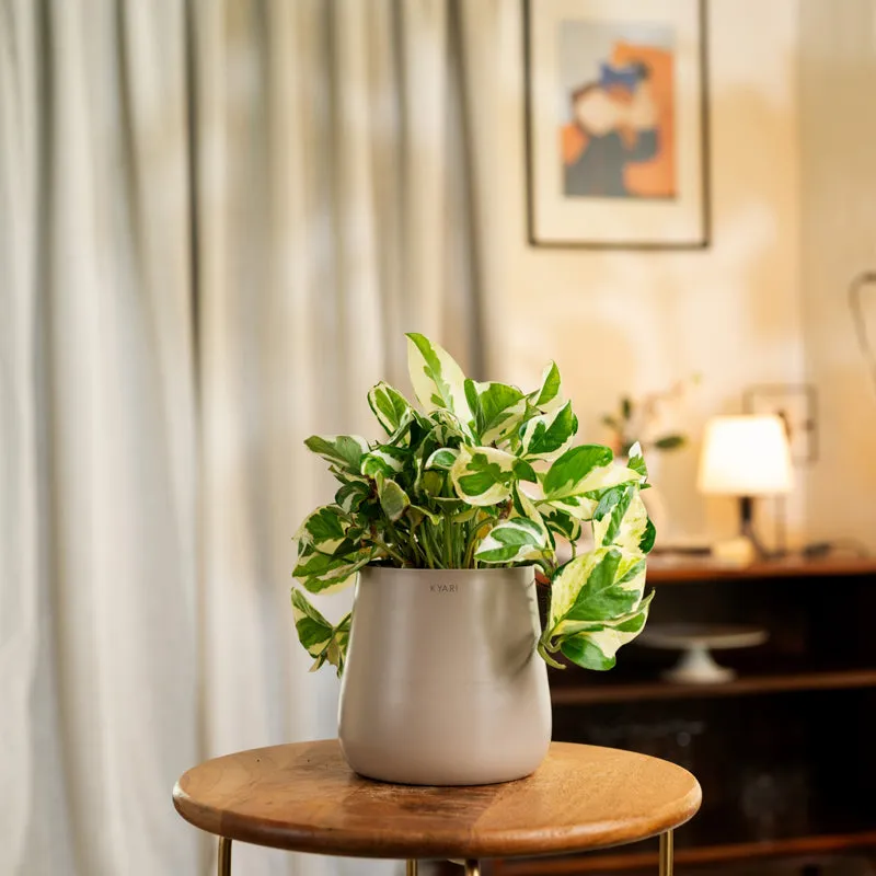 Kyari Money Plant With Metal Self Watering Pot - Beige media 1