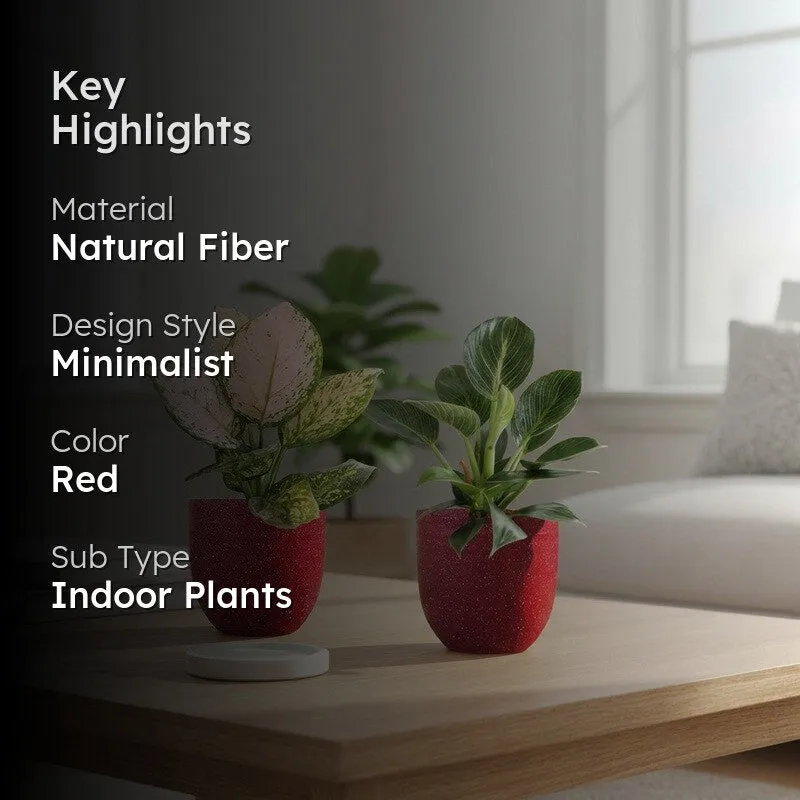 Greenkin Aglaonema Wishes & Birkin Live Plants (Red) - Set Of Two media 2