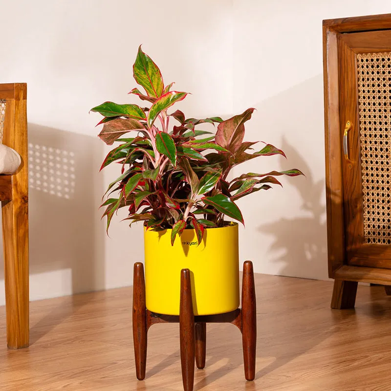 Kyari Aglonema Lipstick Plant With Metal Self Watering Pot - Yellow media 1