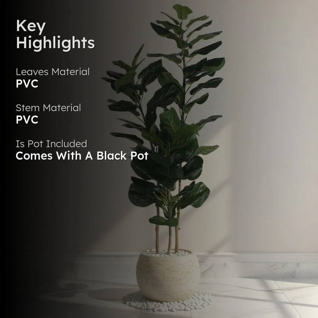 Modern Lush Fiddle Leaf Fig Plant With Black Fiber Pot - 4.6 Feet media 2