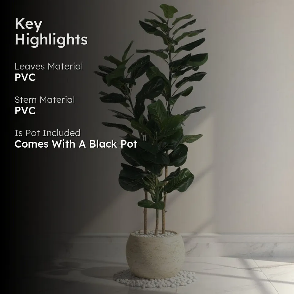 Modern Lush Fiddle Leaf Fig Plant With Black Fiber Pot - 4.6 Feet media 2