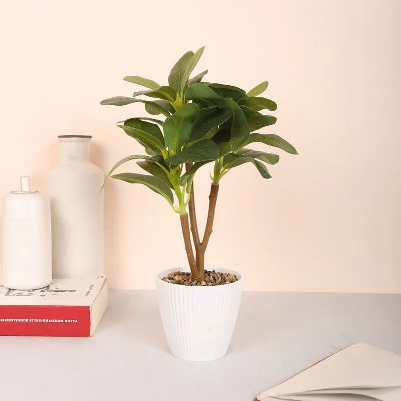 Ficus Bonsai Artificial Plant With Black Plastic Pot - Green media 3