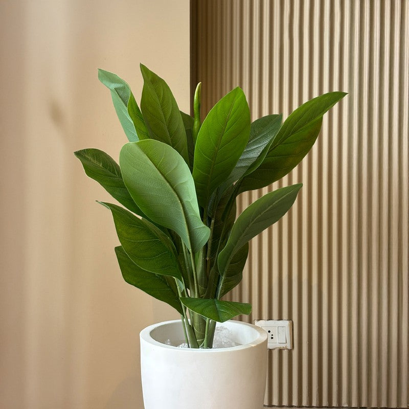 Tourist Banana Plant With Black Plastic Pot - 102 cm (3.3 ft) media 3