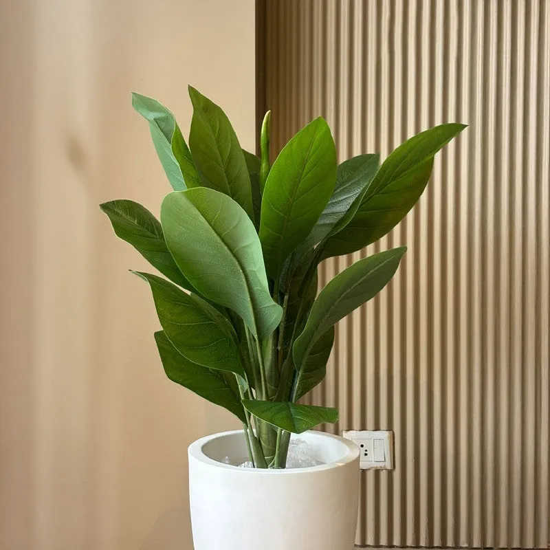 Tourist Banana Plant With Black Plastic Pot - 102 cm (3.3 ft) media 3