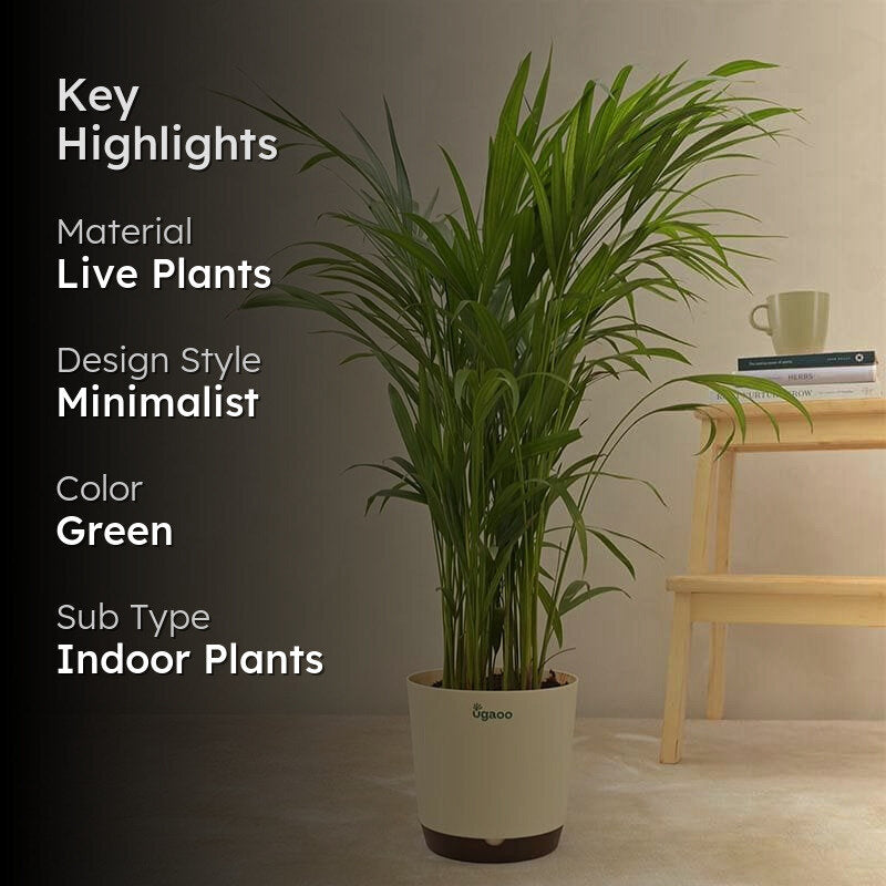 Ugaoo Lush Green Areca Palm Live Plant media 2