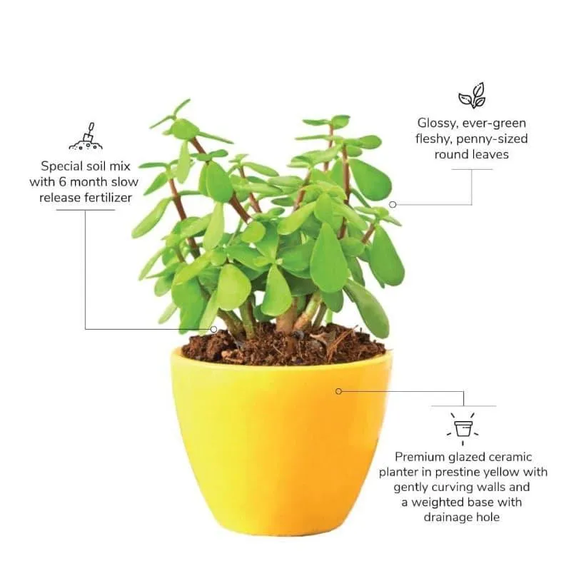 Ugaoo Good Luck Jade Plant With Apple Yellow Ceramic Pot media 3