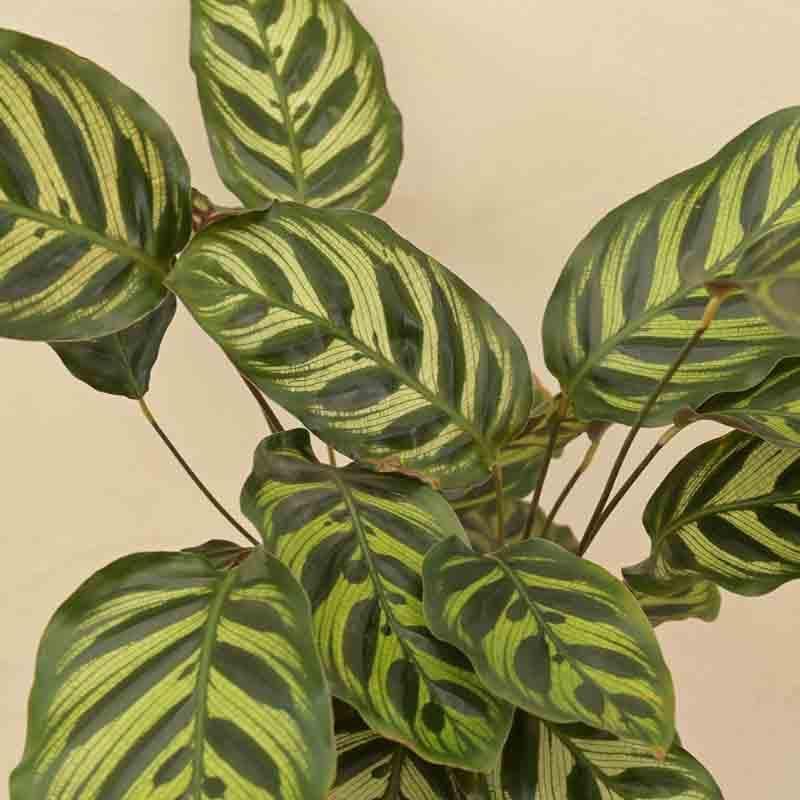 Ugaoo Peacock Plant media 3