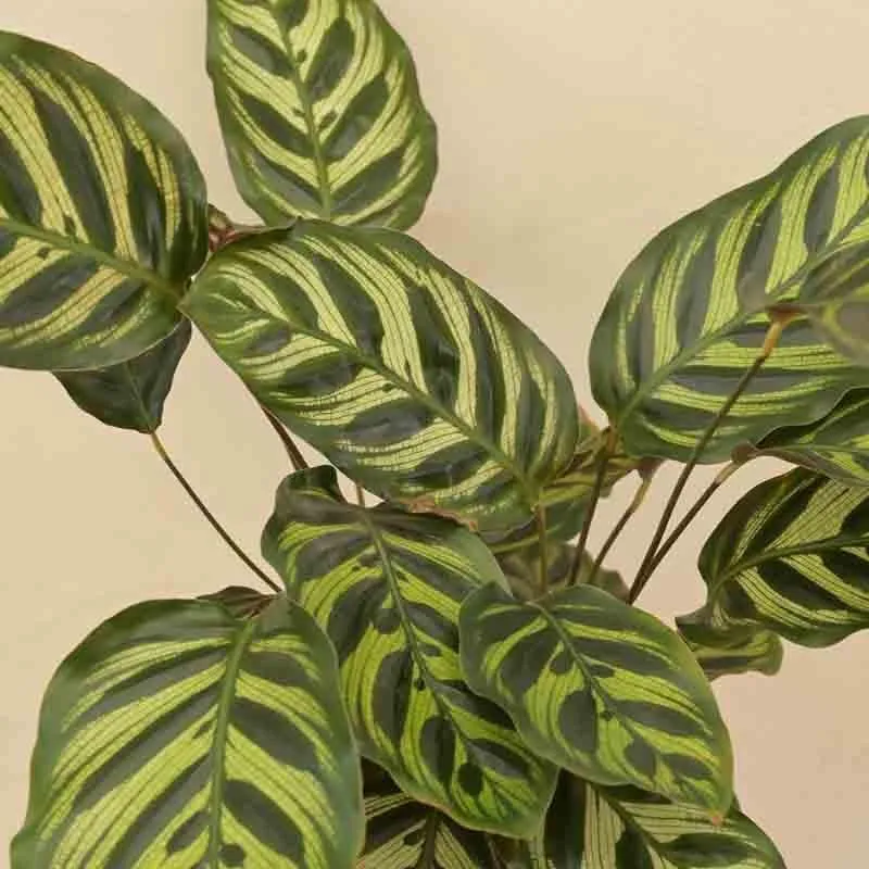 Ugaoo Peacock Plant media 3