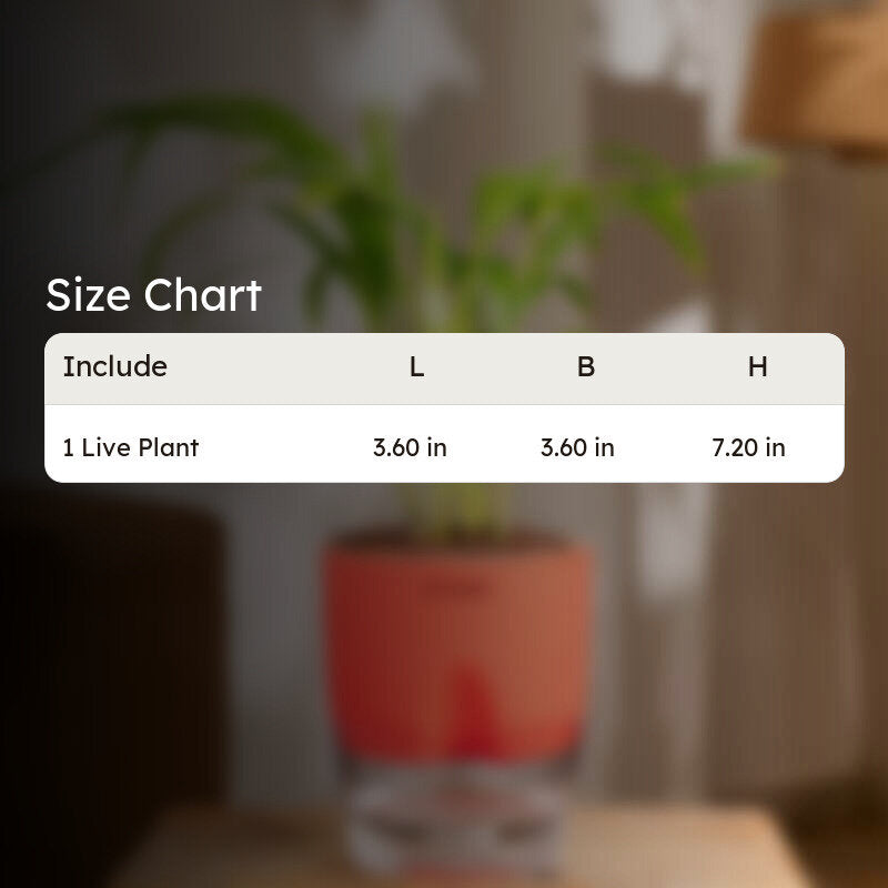 Kyari Areca Palm With Self Watering Pot - Red media 7