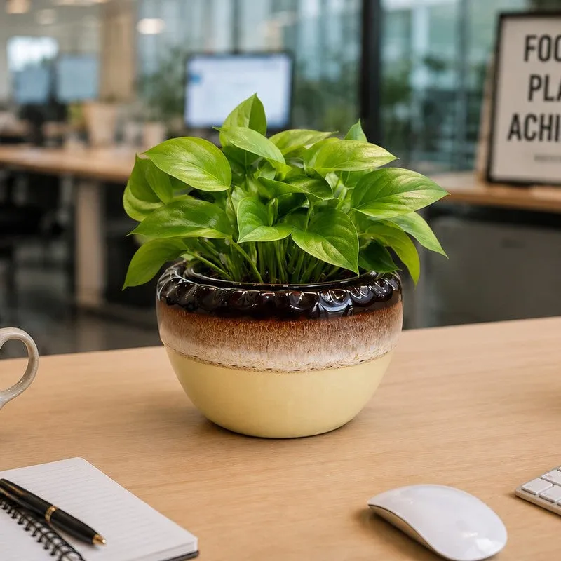 A leafy indoor plant placed in a round ceramic planter on a desk