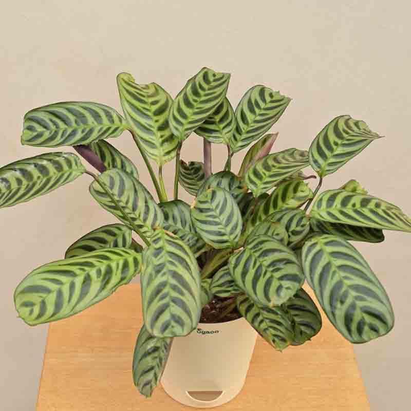 Ugaoo Calathea Burle Marxii Plant media 6