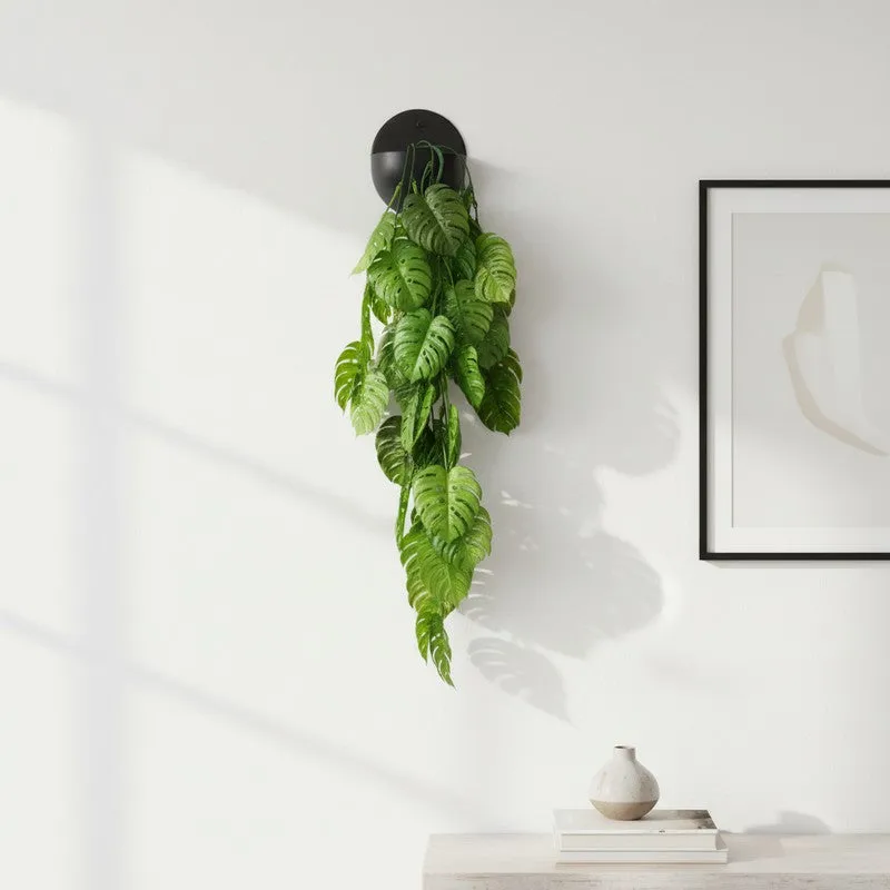 Floravue Artificial Monstera Creeper - Set of Three media 1