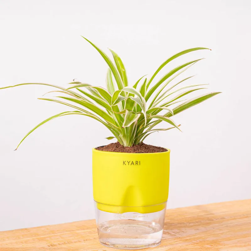 Kyari Spider Plant With Self Watering Pot media 6
