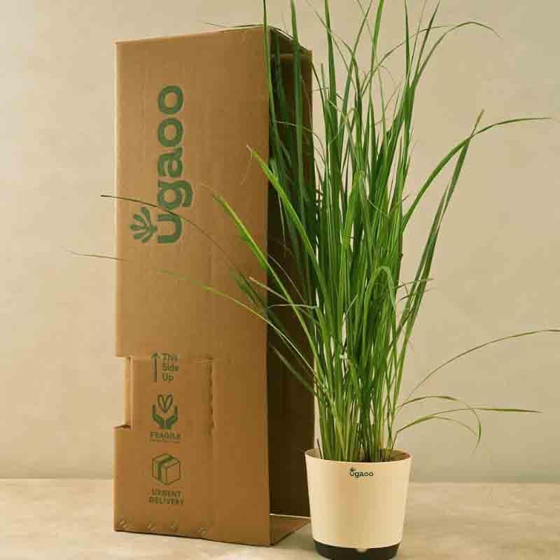 Live Plants