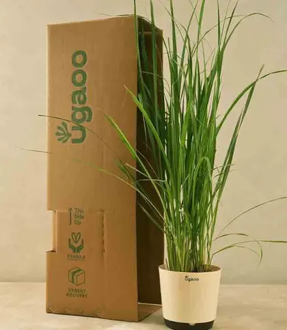 Live Plants