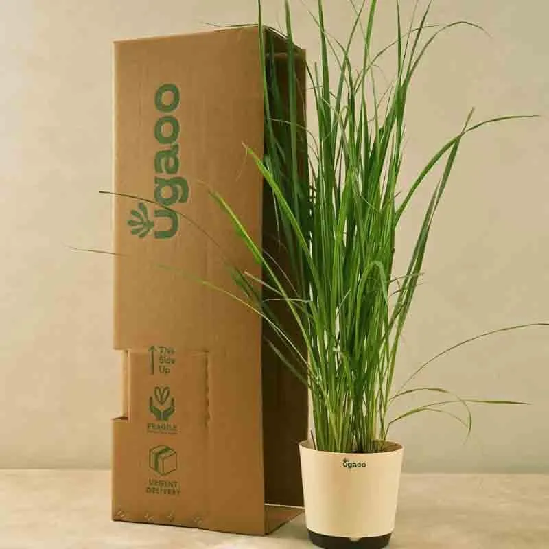 Ugaoo Lemon Grass Plant media 1