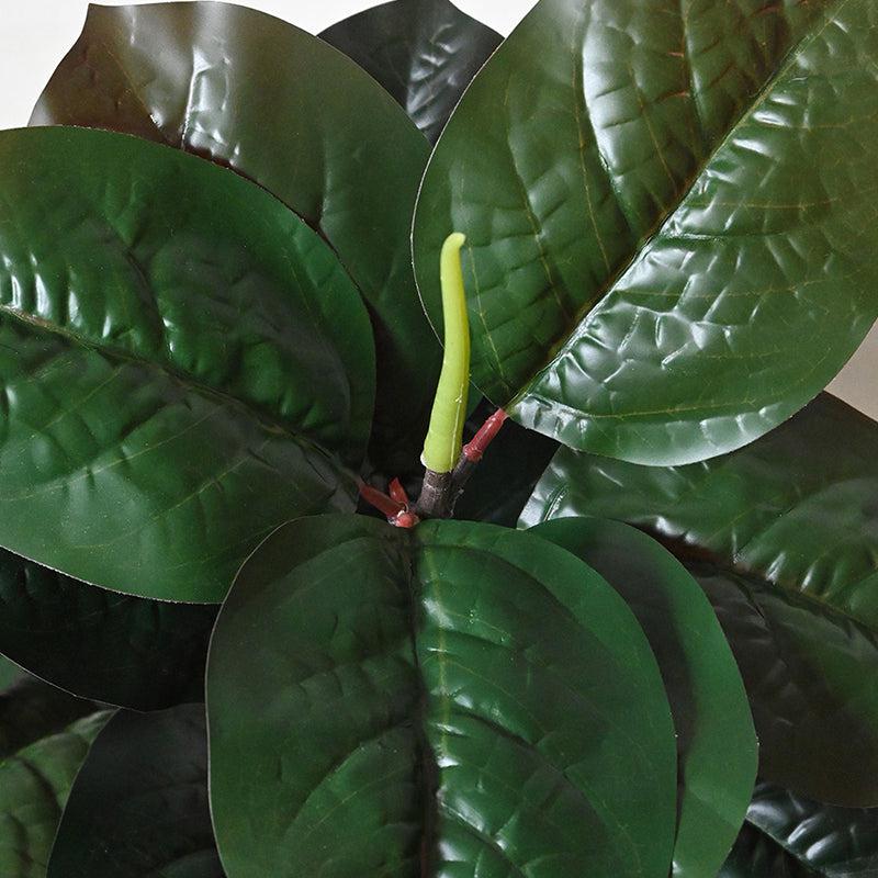 Artificial Everlasting Fiddle Fig Plant With Pot - 71 cm (2.3 ft) media 3