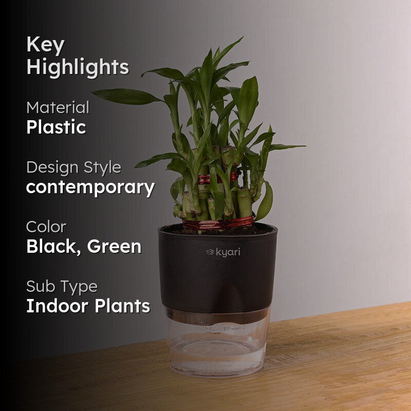 Kyari Lucky Bamboo With Self Watering Pot - Black media 2