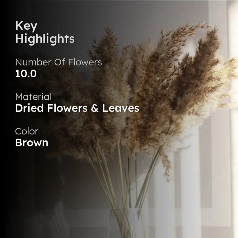 Naturally Dried Pampas Stems (Brown) - Set Of Ten media 2
