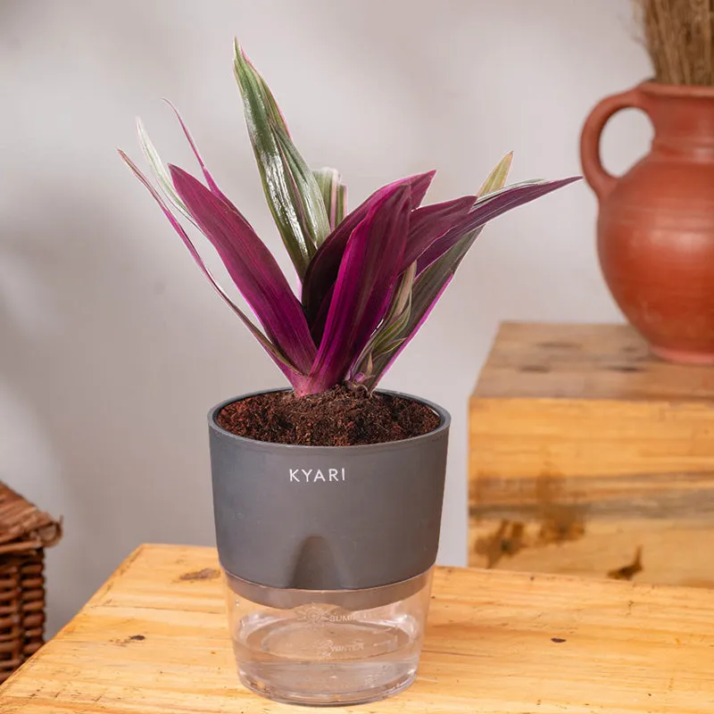 Kyari Oyster Plant With Self Watering Pot (Grey) - 18 cm media 3