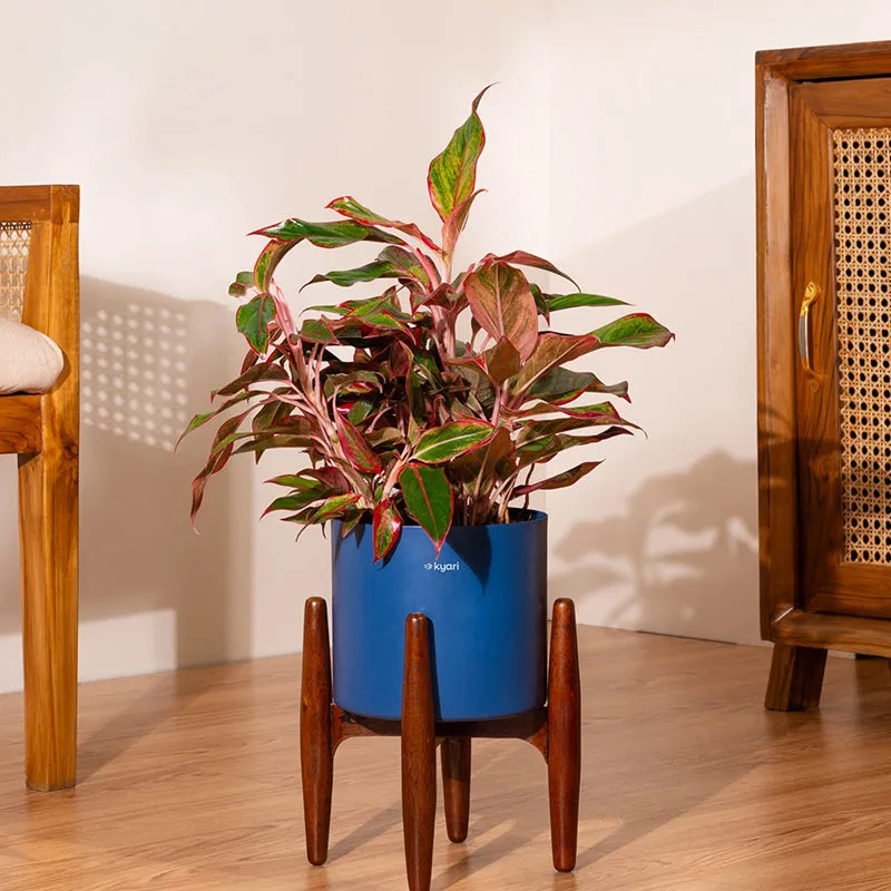 Kyari Agalonema Lipstick Plant With Metal Self Watering Pot (Blue) - 1. 6 Feet media 1