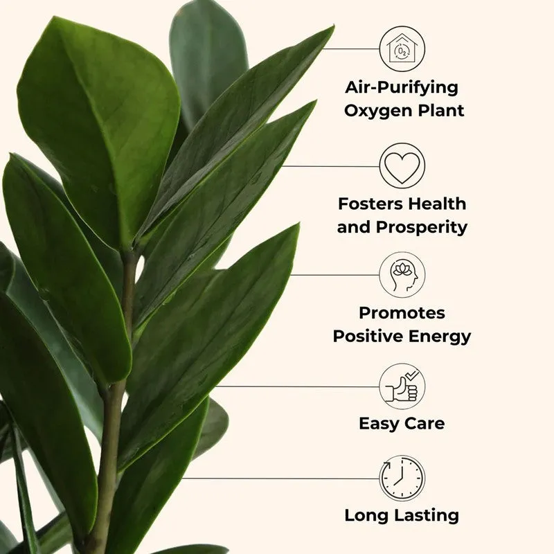 Greenkin Zamia ZZ Live Plant - Green media 4