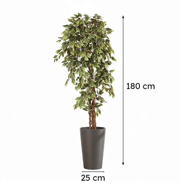 Artificial Variegated Ficus Plant With Black Plastic Pot - 6 ft media 8