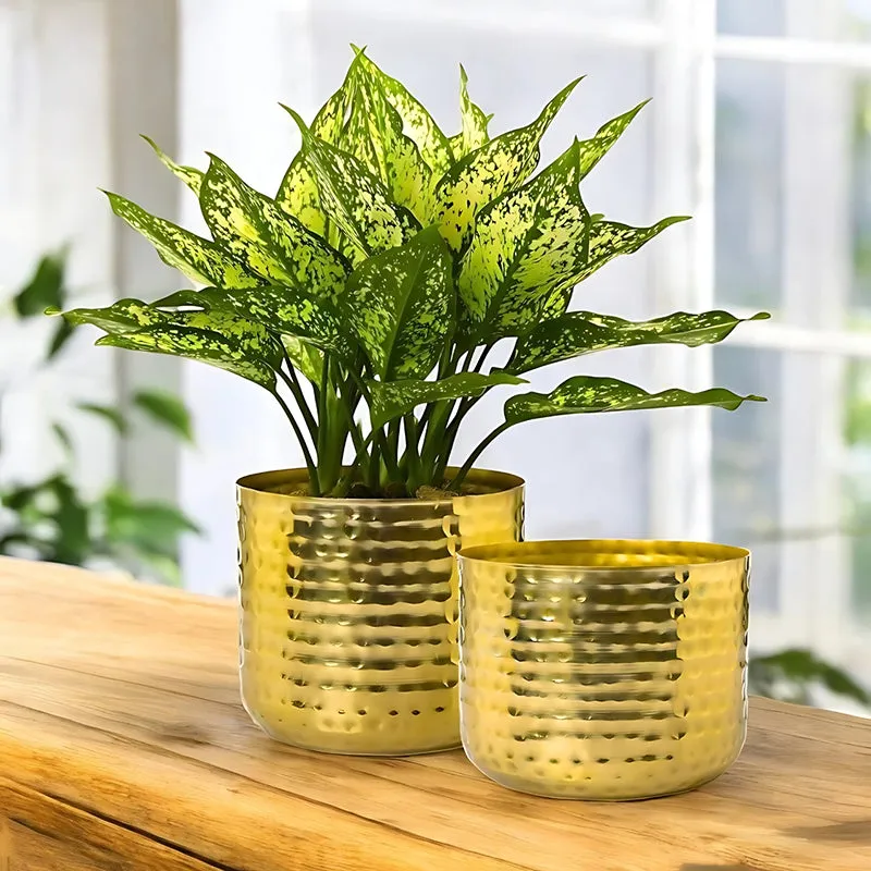 Anvil Bloom Hammered Metal Planter - Set Of Two media 2