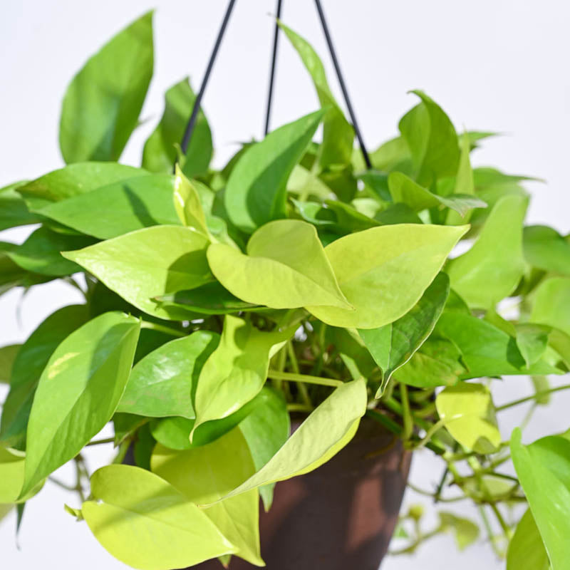 Ugaoo Money Plant Golden With Hanging Pot media 7