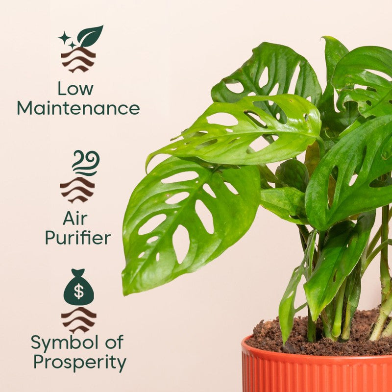 Kyari Broken Heart Plant with Self Watering Pot - Red media 4