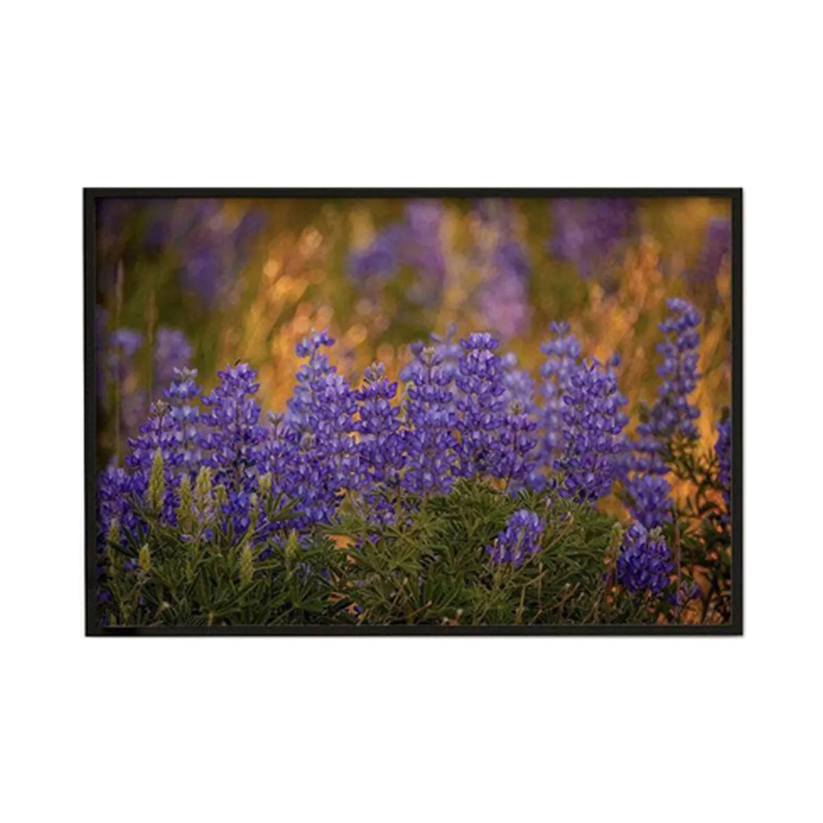 Front view of black-framed canvas with purple wildflowers