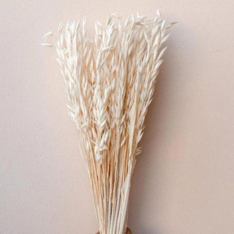 Naturally Dried Oats Millet Grass Stems (Beige)- Set Of Fifty media 3