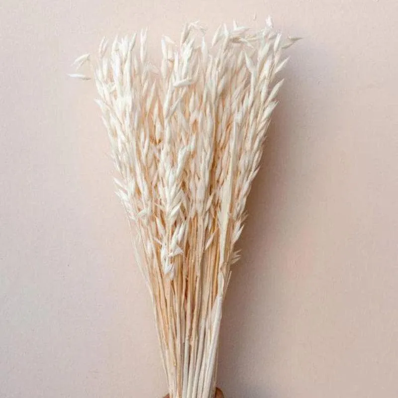 Naturally Dried Oats Millet Grass Stems (Beige)- Set Of Fifty media 3