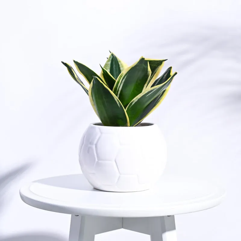 Ugaoo Football White Ceramic Pot media 3