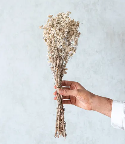 Dried Flowers & Leaves