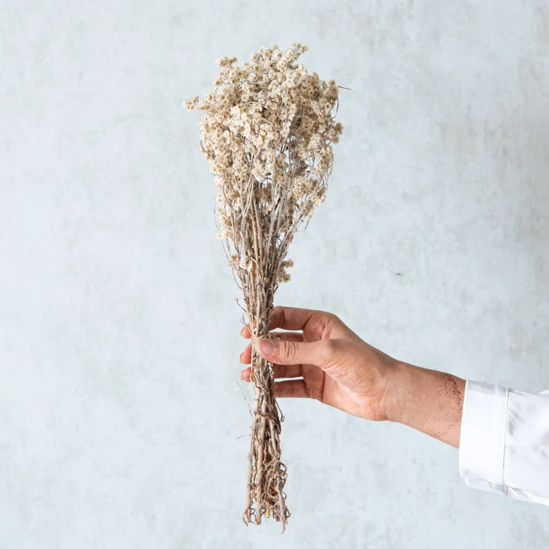 Gypsophila Charm Dried Flower Bunch media 1