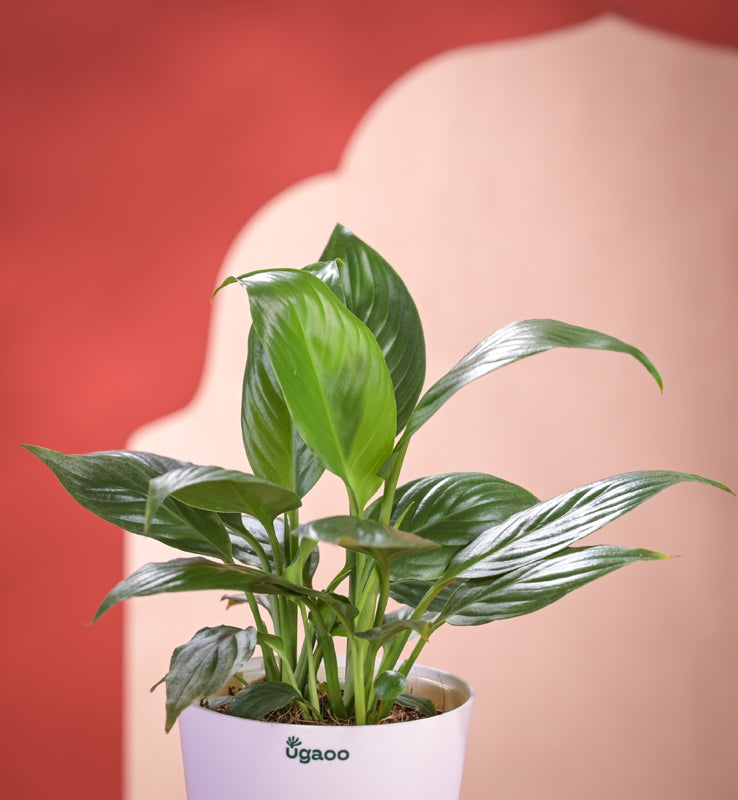 Peace Lily Plant With Self Watering Pot Diwali Gift media 5
