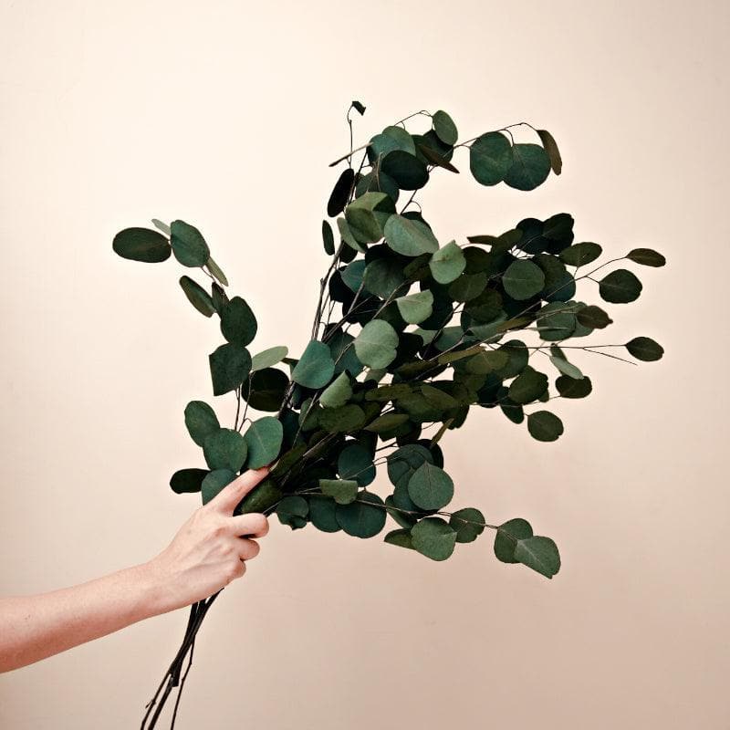 Faux Million Dollar Eucalyptus - Set Of Three media 3